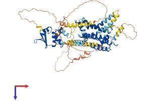 AlphaFold protein structure predicition of Human Recombinant KCNA4 Protein, UniprotID P22459