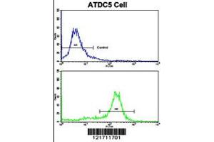 Flow cytometric analysis of ATDC5 cells using MSRB2 Antibody (bottom histogram) compared to a negative control cell (top histogram). (MSRB2 anticorps  (AA 44-73))