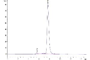 The purity of Mouse IL-9 is greater than 95 % as determined by SEC-HPLC. (IL-9 Protein (AA 19-144) (Fc Tag))