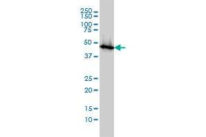 ENO1 monoclonal antibody (M01), clone 8G8 Western Blot analysis of ENO1 expression in MCF-7 .