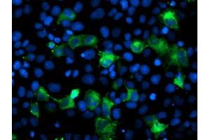 Image no. 3 for anti-Anaphase Promoting Complex Subunit 2 (ANAPC2) antibody (ABIN1496636) (ANAPC2 anticorps)