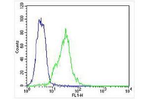 Overlay histogram showing K562 cells stained with  (green line). (Hemoglobin Subunit beta anticorps  (C-Term))