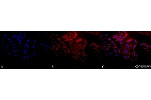 Immunocytochemistry/Immunofluorescence analysis using Rabbit Anti-Hsp60 Polyclonal Antibody (ABIN863185 and ABIN863186). (HSPD1 anticorps)