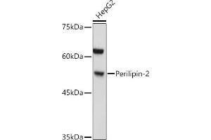 Western blot analysis of extracts of HepG2 cells, using Perilipin-2 antibody (ABIN6127414, ABIN6145773, ABIN6145774 and ABIN6221871) at 1:1000 dilution.