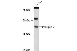 Western blot analysis of extracts of HepG2 cells, using Perilipin-2 antibody (ABIN6127414, ABIN6145773, ABIN6145774 and ABIN6221871) at 1:1000 dilution. (ADRP anticorps  (AA 168-437))