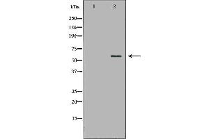 Western blot analysis of extracts of HeLa , using HSF2antibody. (HSF2 anticorps  (Internal Region))