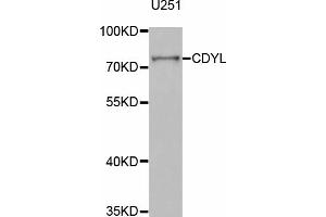 Western blot analysis of extracts of U-251MG cells, using CDYL antibody (ABIN5973689) at 1/1000 dilution. (CDYL anticorps)