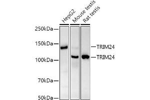 Western blot analysis of extracts of various cell lines, using TRIM24 antibody (ABIN7270982) at 1:1000 dilution. (TRIM24 anticorps)