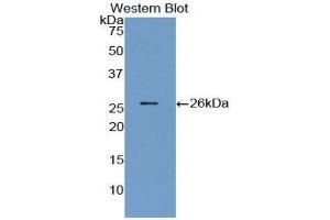 Western Blotting (WB) image for anti-Angiopoietin 1 (ANGPT1) (AA 21-228) antibody (ABIN1857991) (Angiopoietin 1 anticorps  (AA 21-228))