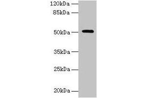 Western blot All lanes: NR1H3 antibody at 6 μg/mL + Mouse liver tissue Secondary Goat polyclonal to rabbit IgG at 1/10000 dilution Predicted band size: 51, 44, 46 kDa Observed band size: 51 kDa (NR1H3 anticorps  (AA 1-402))