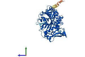 AlphaFold protein structure predicition of Human Recombinant ADSS1 Protein, UniprotID Q8N142