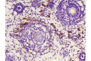 Formalin-fixed and paraffin embedded mouse embryo labeled with Anti-phospho-SAPK3 (Thr183+Tyr185)Polyclonal Antibody, Unconjugated  at 1:200, followed by conjugation to the secondary antibody and DAB staining