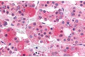 Immunohistochemistry (Formalin/PFA-fixed paraffin-embedded sections) of human anterior pituitary tissue with GHRHR polyclonal antibody . (GHRHR anticorps  (C-Term))