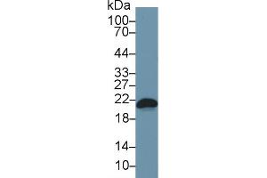 Detection of Bax in Mouse RAW264. (BAX anticorps  (AA 1-158))