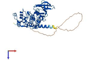 AlphaFold protein structure predicition of Mouse Recombinant Csnk2a1 Protein, UniprotID Q60737