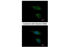 ICC/IF Image Immunofluorescence analysis of methanol-fixed HeLa, using TAAR5, antibody at 1:500 dilution. (TAAR5 anticorps  (C-Term))