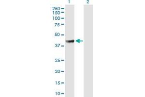 Western Blot analysis of PABPC5 expression in transfected 293T cell line by PABPC5 MaxPab polyclonal antibody. (PABPC5 anticorps  (AA 1-382))