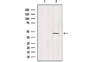 Western blot analysis of extracts from 293, using PRMT1 Antibody. (PRMT1 anticorps  (C-Term))
