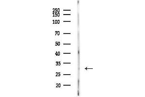 anti-Neuronal Calcium Sensor 1 (NCS1) (C-Term) antibody