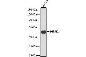 Western blot analysis of extracts of A-549 cells, using SGMS1 antibody. (Sphingomyelin Synthase 1 anticorps)