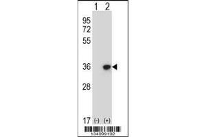 Western blot analysis of DLX4 using rabbit polyclonal DLX4 Antibody using 293 cell lysates (2 ug/lane) either nontransfected (Lane 1) or transiently transfected (Lane 2) with the DLX4 gene. (DLX4 anticorps  (AA 72-100))