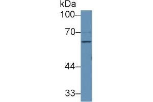 Western Blot; Sample: Human 293T cell lysate; Primary Ab: 1µg/ml Rabbit Anti-Human F9 Antibody Second Ab: 0. (Coagulation Factor IX anticorps  (AA 232-455))