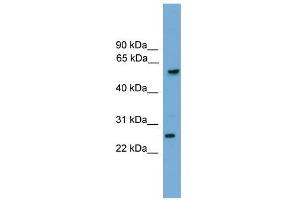 GZMA antibody used at 0.