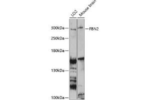 Western blot analysis of extracts of various cell lines, using FBN2 antibody (ABIN6127923, ABIN6140499, ABIN6140500 and ABIN6225001) at 1:3000 dilution. (Fibrillin 2 anticorps  (AA 2733-2912))