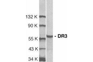 Western blot analysis of DR3 in Jurkat total cell lysate with AP30298PU-N DR3 antibody at 1/1000 dilution.