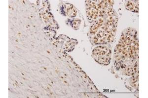 Image no. 1 for anti-Testis-Specific Kinase 2 (TESK2) (AA 405-542) antibody (ABIN599135) (TESK2 anticorps  (AA 405-542))