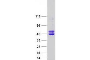 Validation with Western Blot