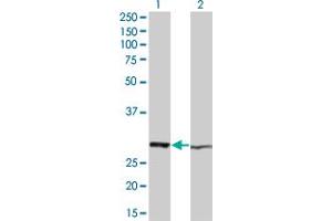 Western Blot analysis of HMGB1 expression in transfected 293T cell line by HMGB1 monoclonal antibody (M05), clone 1D10. (HMGB1 anticorps  (AA 1-215))