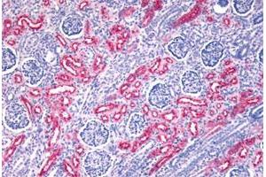 Immunohistochemical staining of human kidney, fetal with FZD10 polyclonal antibody . (FZD10 anticorps  (N-Term))