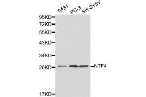 Western blot analysis of extracts of various cell lines, using NTF4 antibody.