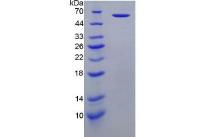 SDS-PAGE analysis of recombinant Human PRF1 Protein. (Perforin 1 Protéine)