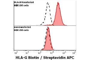 Anti-human HLA-G Biotin antibody (clone 5A6G7) specificity verification by flow cytometry Anti-human HLA-G Biotin (5A6G7) antibody (concentration in sample 4 μg/mL, red-filled histogram, Streptavidin APC) binds specifically to HLA-G expressed in permeabilised HLA-G transfected HEK-293 cells (upper panel), but not in permeabilised non-transfected HEK-293 cells (lower panel).