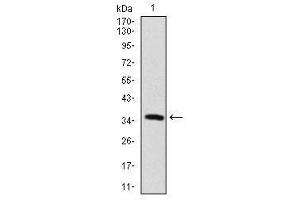 Image no. 1 for anti-Microtubule-Associated Protein 2 (MAP2) antibody (ABIN1491246) (MAP2 anticorps)