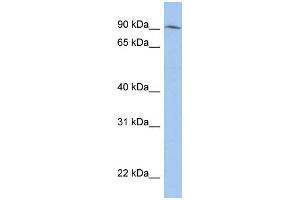 WB Suggested Anti-LRRC33 Antibody Titration: 0. (LRRC33 anticorps  (N-Term))