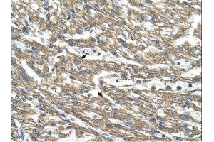 Image no. 1 for anti-Cystathionase (Cystathionine gamma-Lyase) (CTH) (AA 281-330) antibody (ABIN321029)