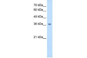 WB Suggested Anti-WNT16 Antibody Titration:  2.