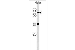 Western blot analysis in Hela cell line lysates (35ug/lane). (SUOX anticorps  (AA 160-187))