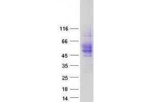 Validation with Western Blot (CD84 Protein (CD84) (Myc-DYKDDDDK Tag))