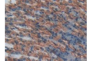 Detection of EPCR in Mouse Stomach Tissue using Polyclonal Antibody to Endothelial protein C receptor (EPCR) (PROCR anticorps  (AA 32-167))