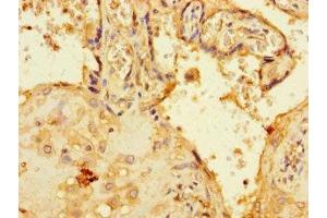 Immunohistochemistry of paraffin-embedded human placenta tissue using ABIN7174796 at dilution of 1:100 (C1orf54 anticorps  (AA 17-131))
