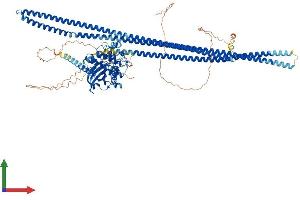 AlphaFold protein structure predicition of Human Recombinant TAOK1 Protein, UniprotID Q7L7X3