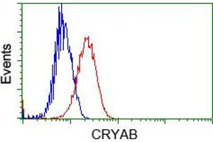 HEK293T cells transfected with either pCMV6-ENTRY CRYAB (RC202718) (Red) or empty vector control plasmid (Blue) were immunostained with anti-CRYAB mouse monoclonal (ABIN2452921, Dilution 1:1,000), and then analyzed by flow cytometry. (CRYAB anticorps)