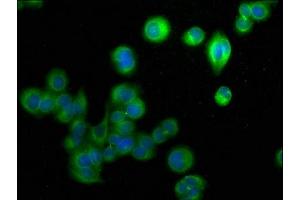 Immunofluorescence staining of PC-3 cells with ABIN7152615 at 1:50, counter-stained with DAPI. (FABP9 anticorps  (AA 1-132))