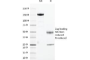 SDS-PAGE Analysis Purified Cyclin B1 Mouse Monoclonal Antibody (CCNB1/1098).