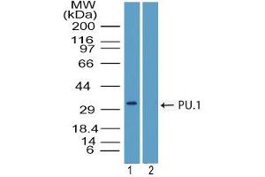 Image no. 1 for anti-Spleen Focus Forming Virus (SFFV) Proviral Integration Oncogene Spi1 (SPI1) (AA 20-70) antibody (ABIN960355) (SPI1 anticorps  (AA 20-70))