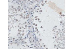 Immunohistochemistry of paraffin-embedded Rat testis using USP7 Polyclonal Antibody at dilution of 1:100 (40x lens). (USP7 anticorps)